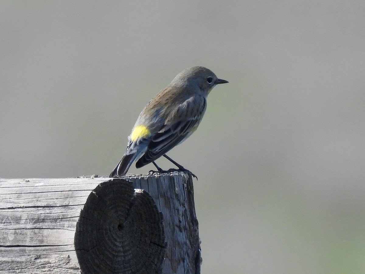 Yellow-rumped Warbler - ML646825400