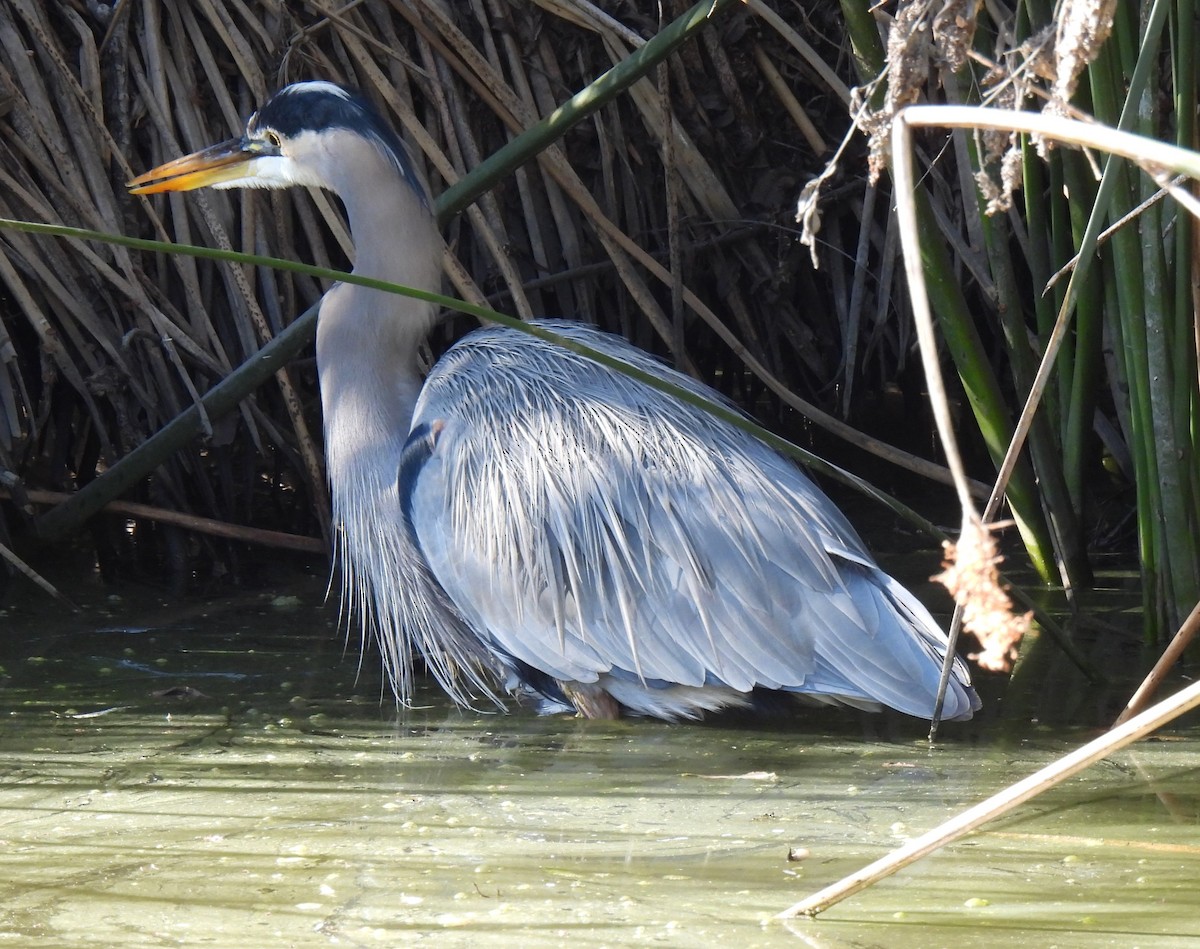 Great Blue Heron - ML646825401