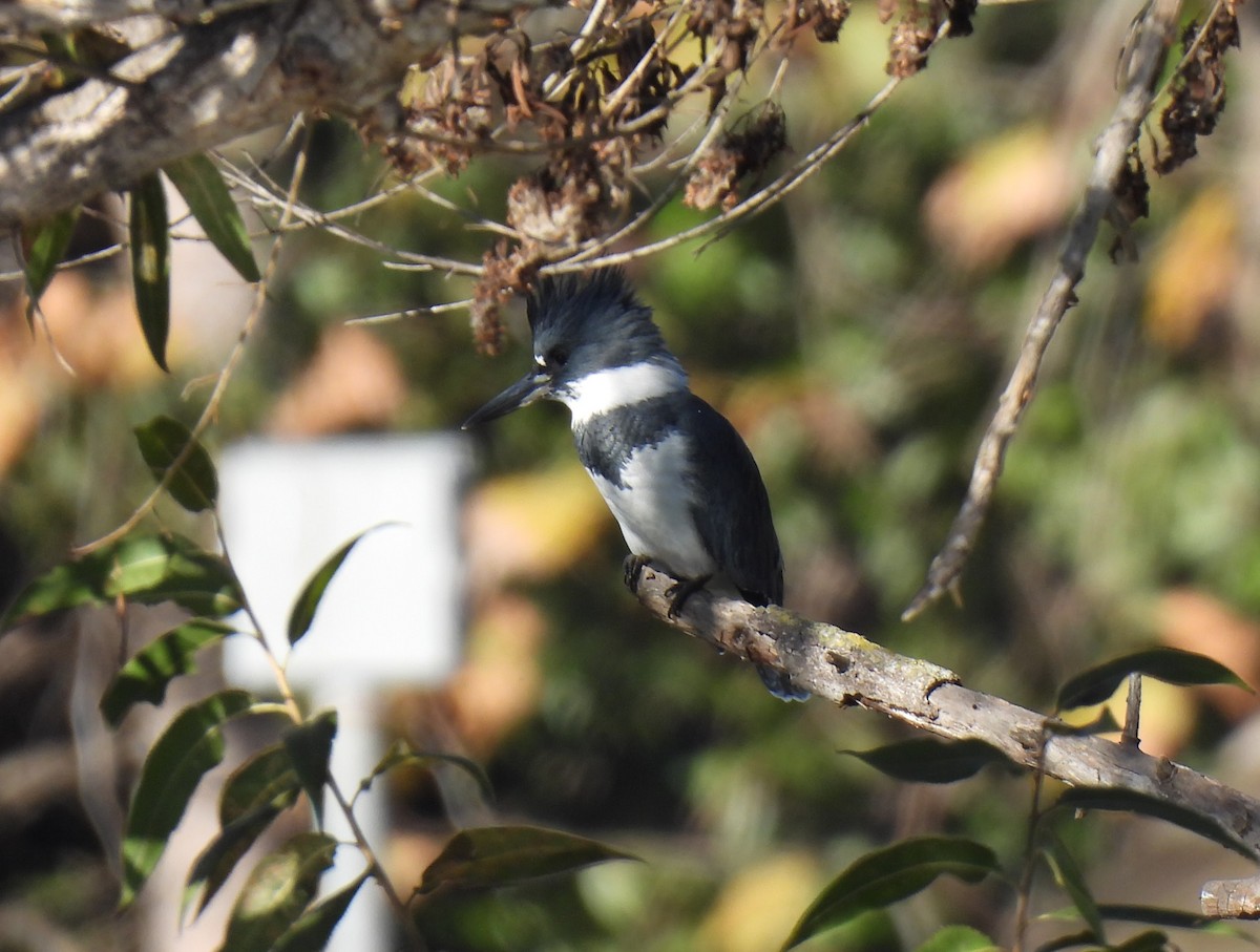 Belted Kingfisher - ML646825405