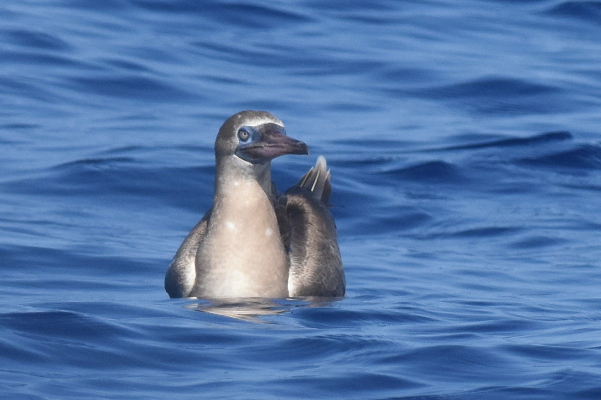 Red-footed Booby - ML646825412
