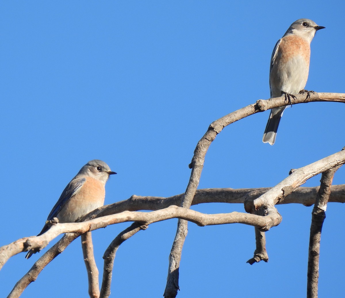 Western Bluebird - ML646825415