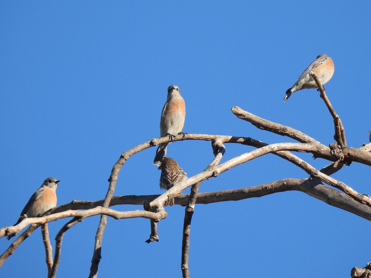 Western Bluebird - ML646825416