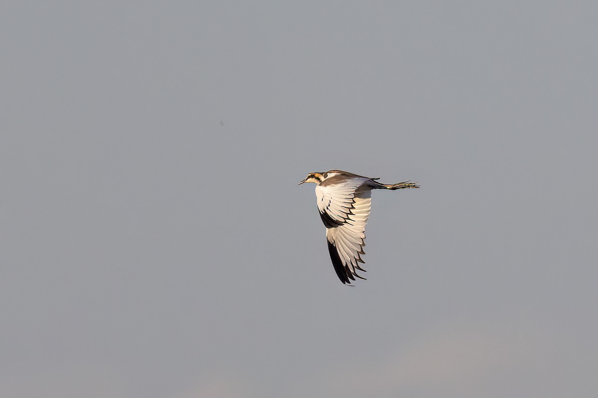 Jacana à longue queue - ML646825424
