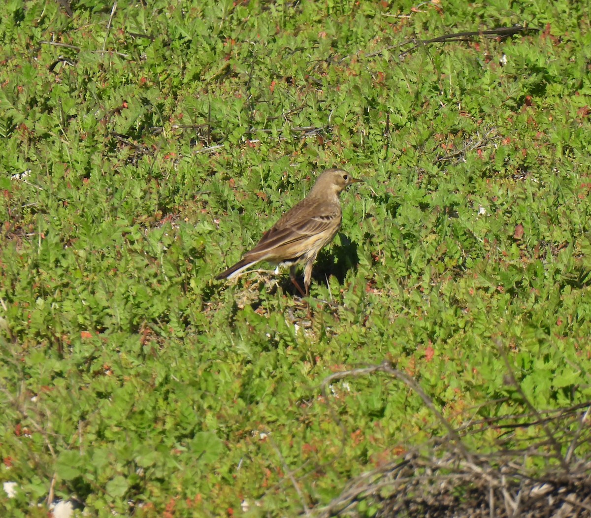 American Pipit - ML646825429