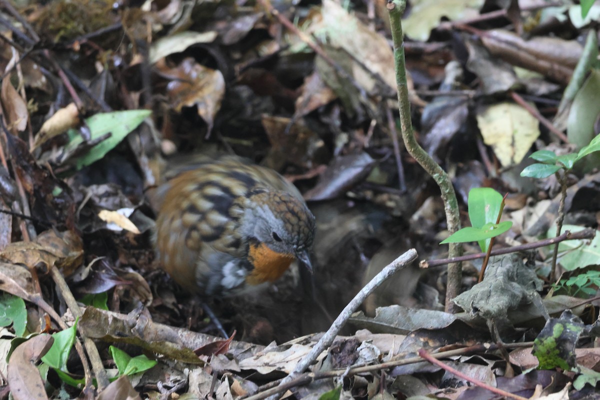 Australian Logrunner - ML646825430