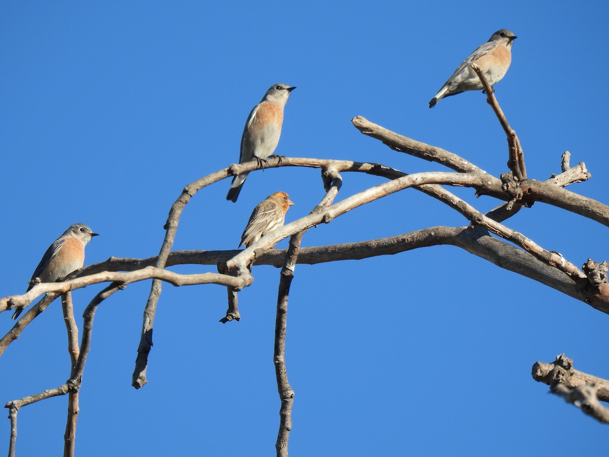 House Finch - ML646825433