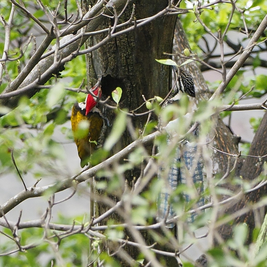 Common Flameback - ML646825434