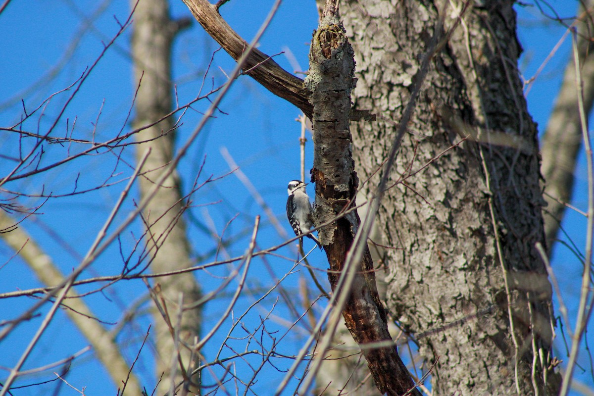 Downy Woodpecker - ML646825435