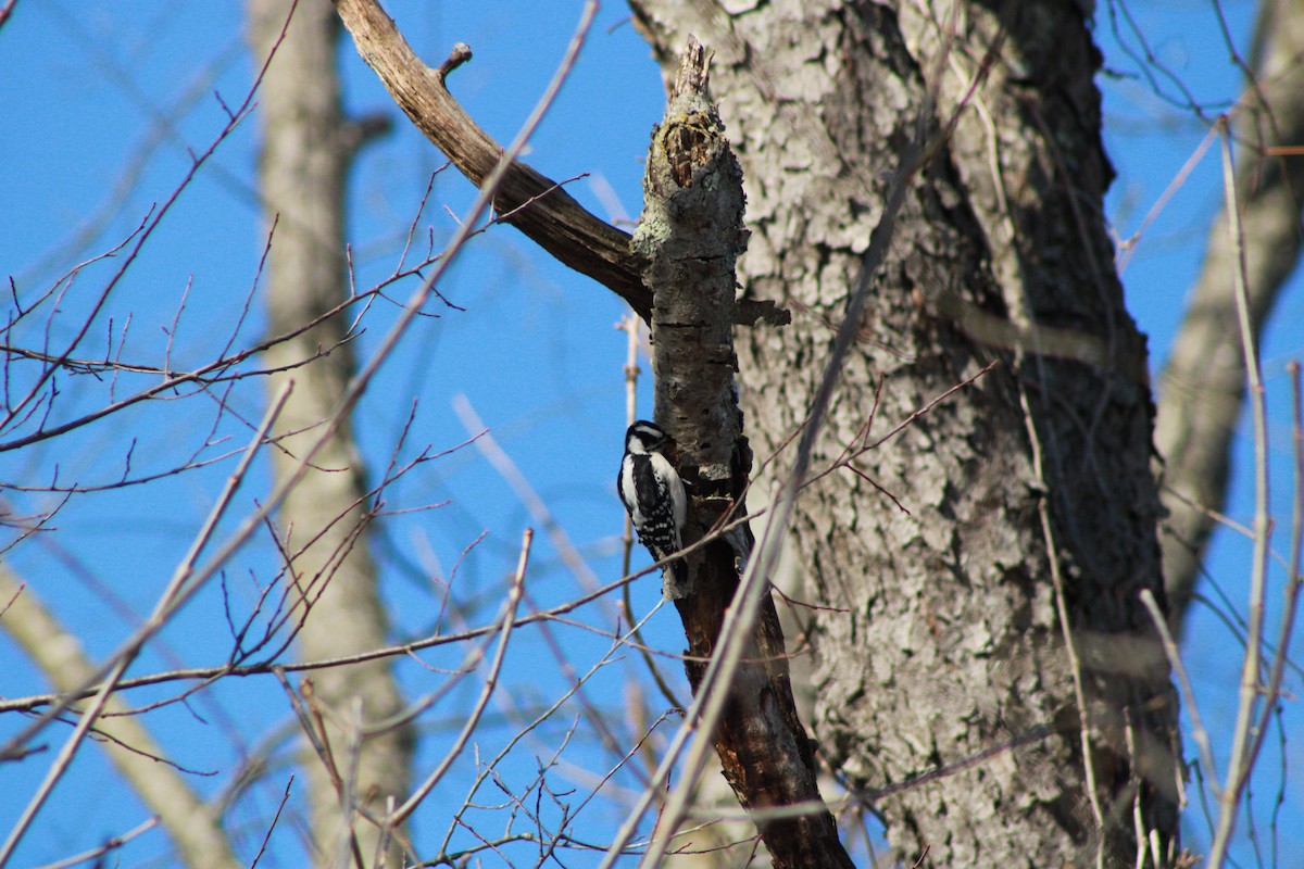 Downy Woodpecker - ML646825436