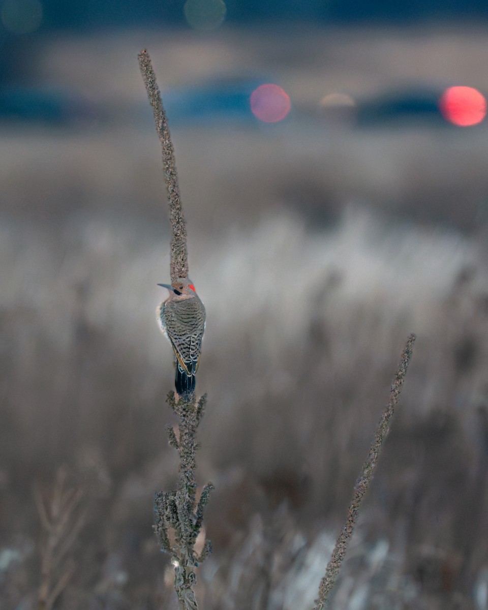 Carpintero Escapulario - ML646825439