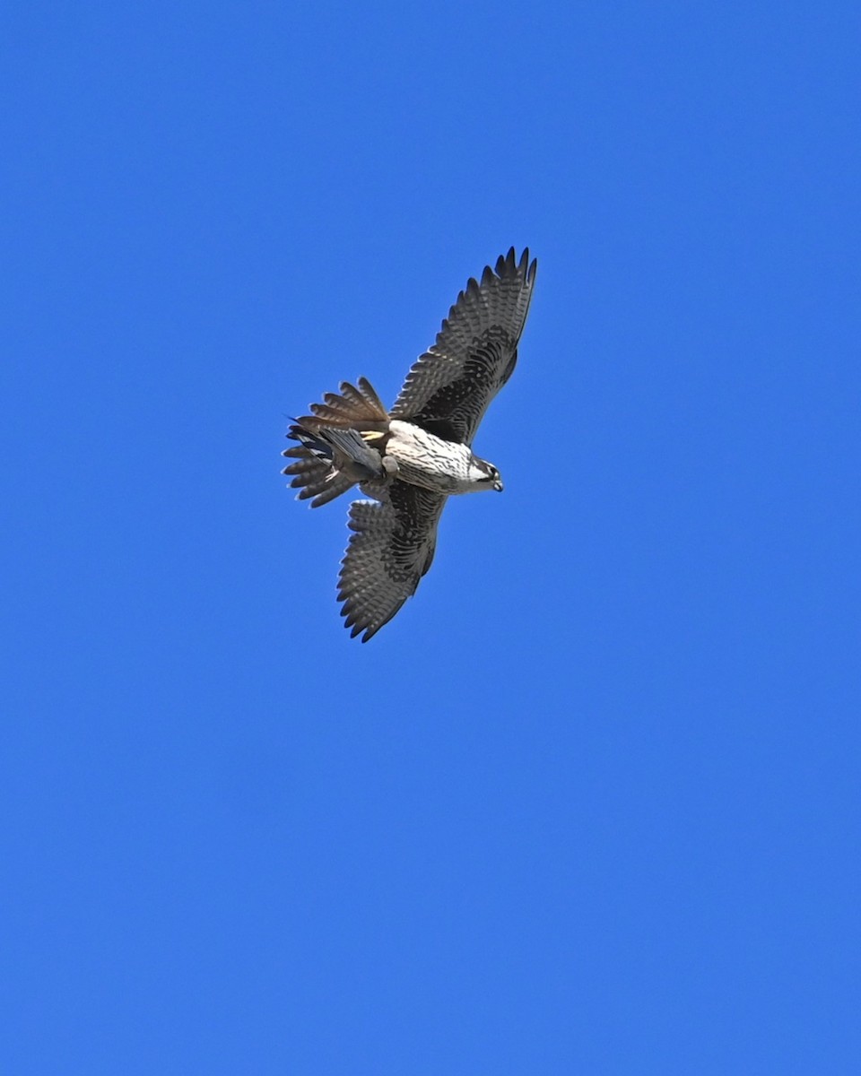 ソウゲンハヤブサ - ML646825440