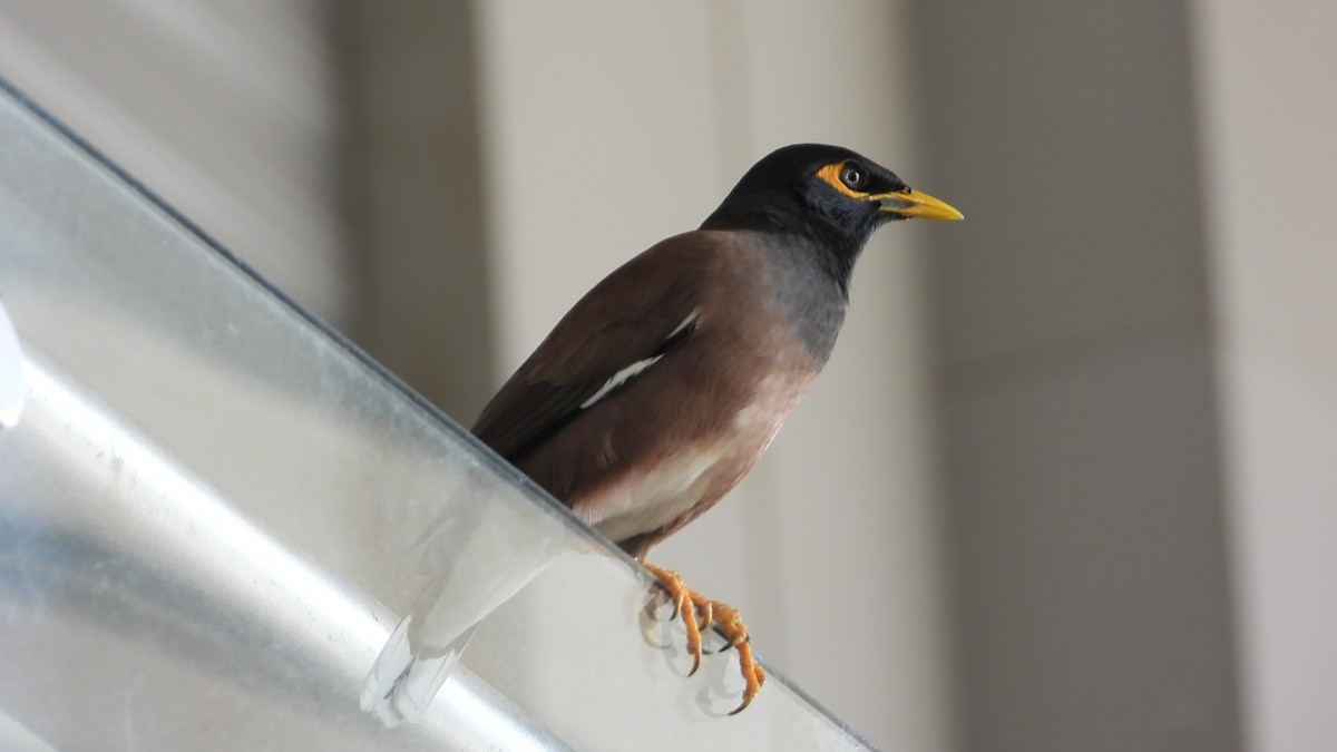 Common Myna - ML646825442