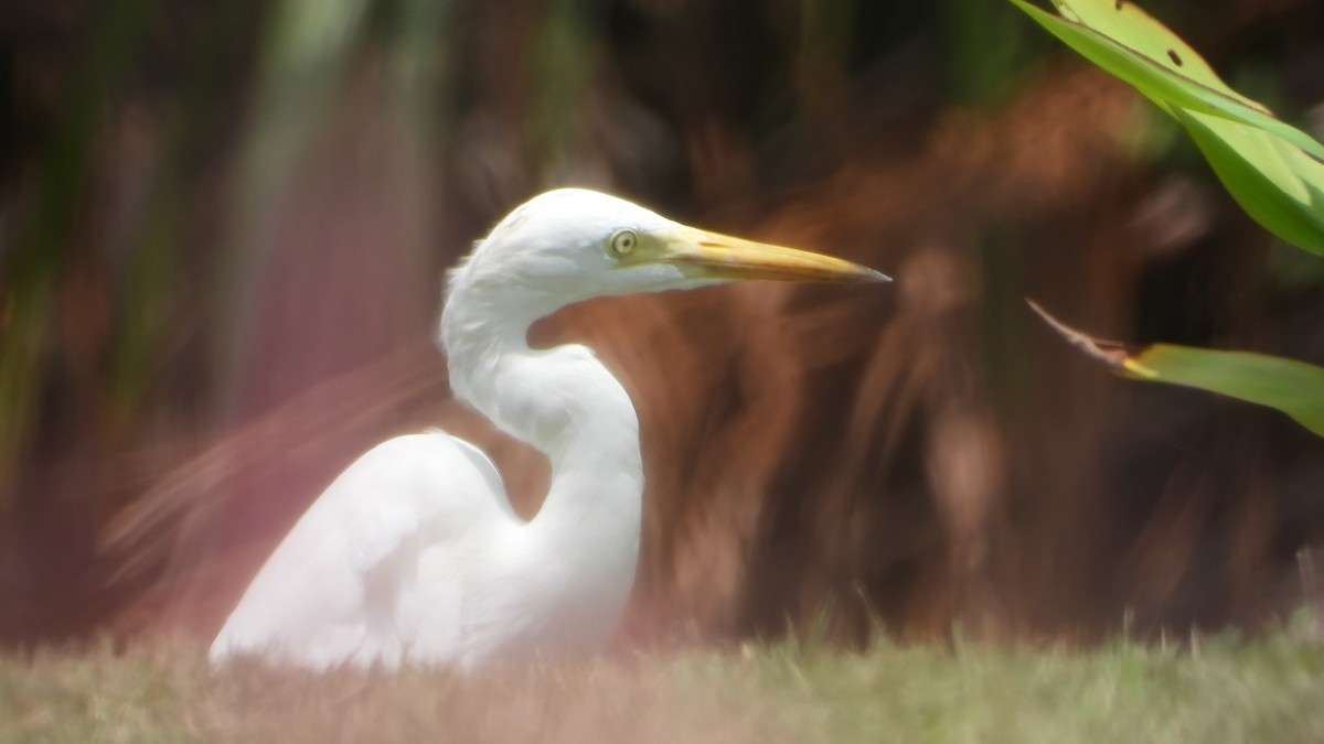 Medium Egret - ML646825445