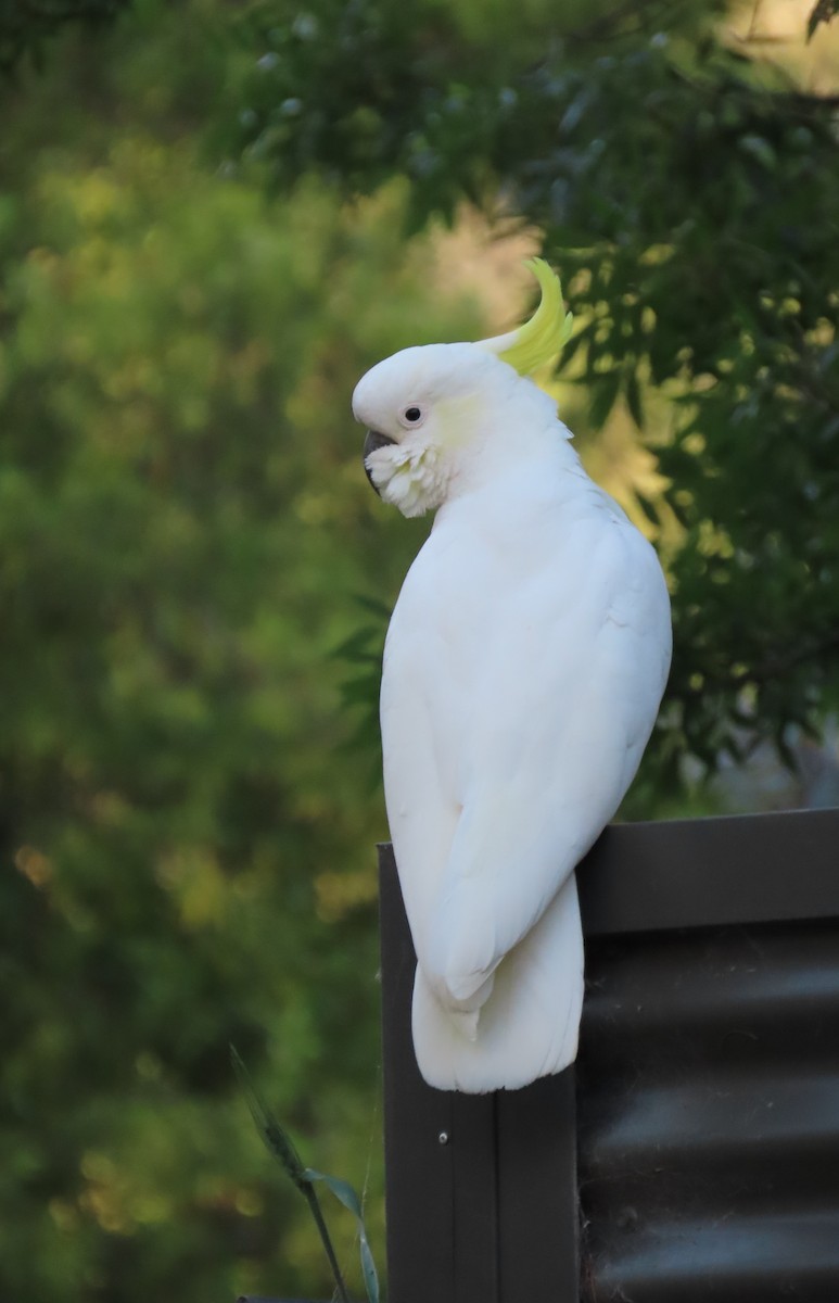 Sulphur-crested Cockatoo - ML646825449