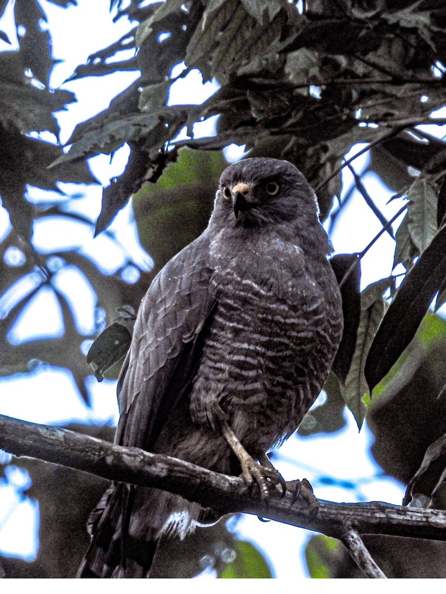Roadside Hawk - ML646825450