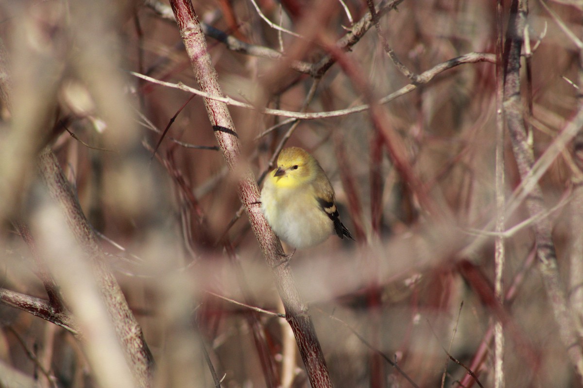 American Goldfinch - ML646825451