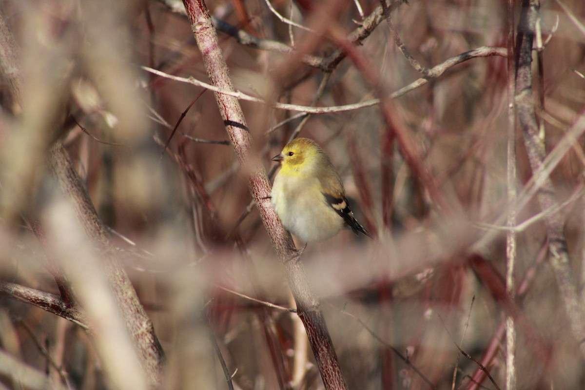 American Goldfinch - ML646825452