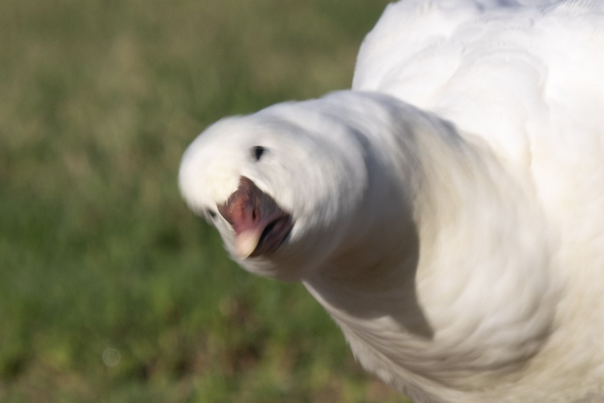 Ross's Goose - ML646825454