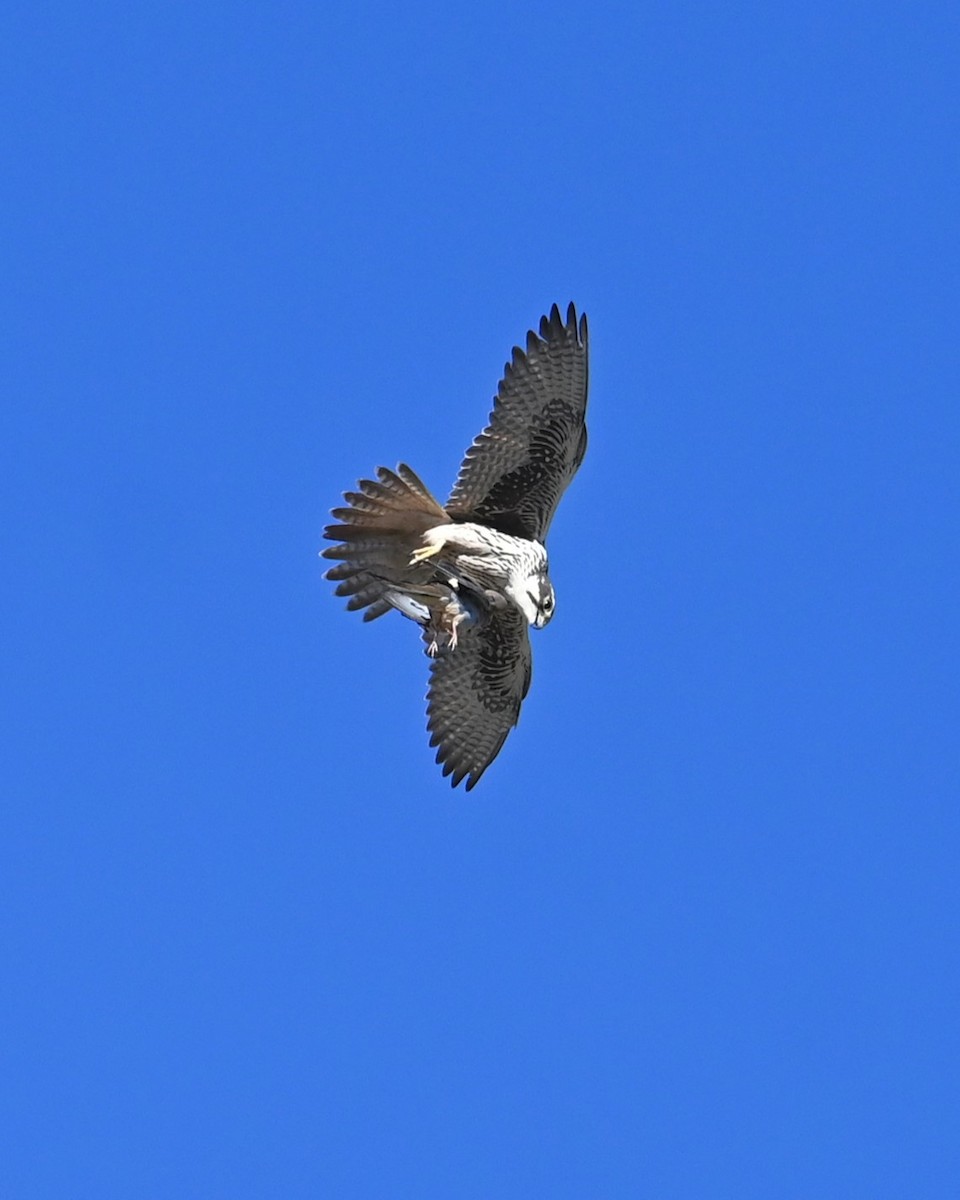 ソウゲンハヤブサ - ML646825457