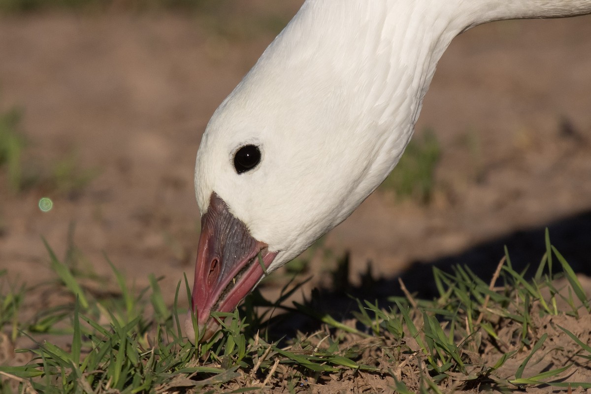 Ross's Goose - ML646825459