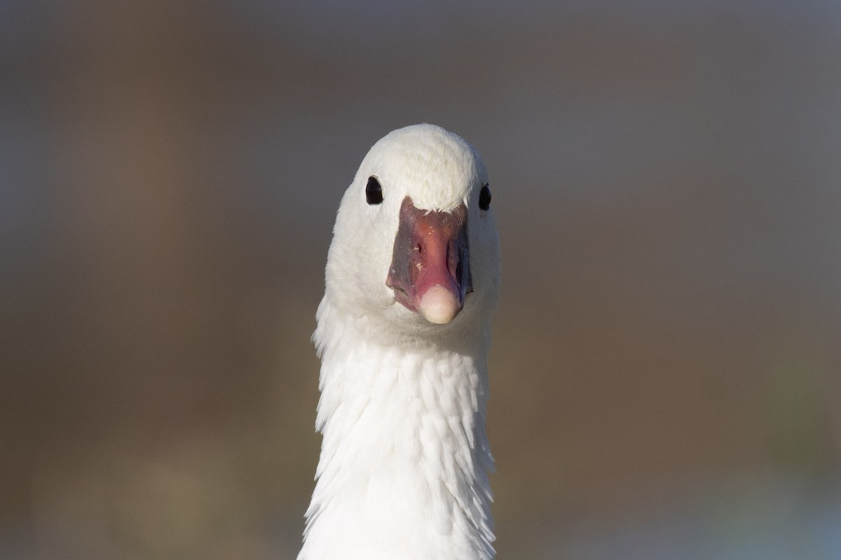 Ross's Goose - ML646825460