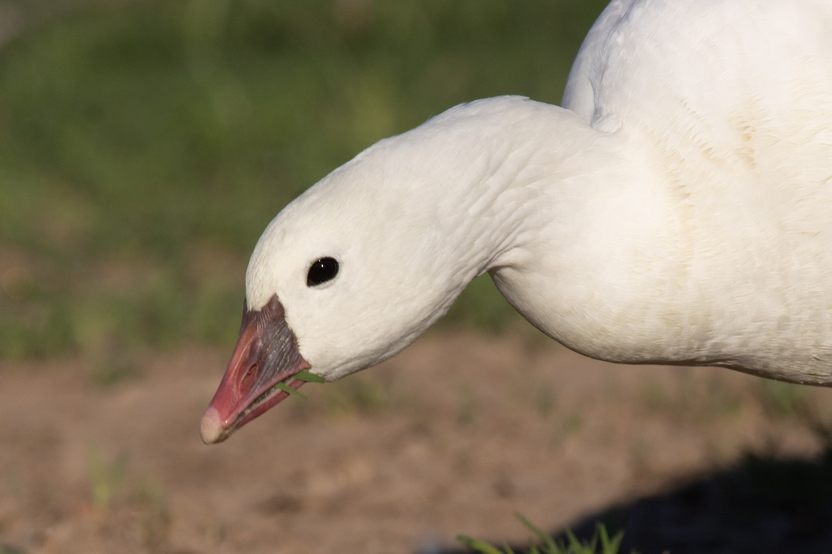 Ross's Goose - ML646825461