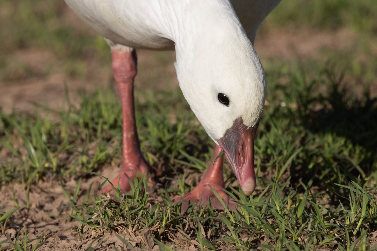 Ross's Goose - ML646825462