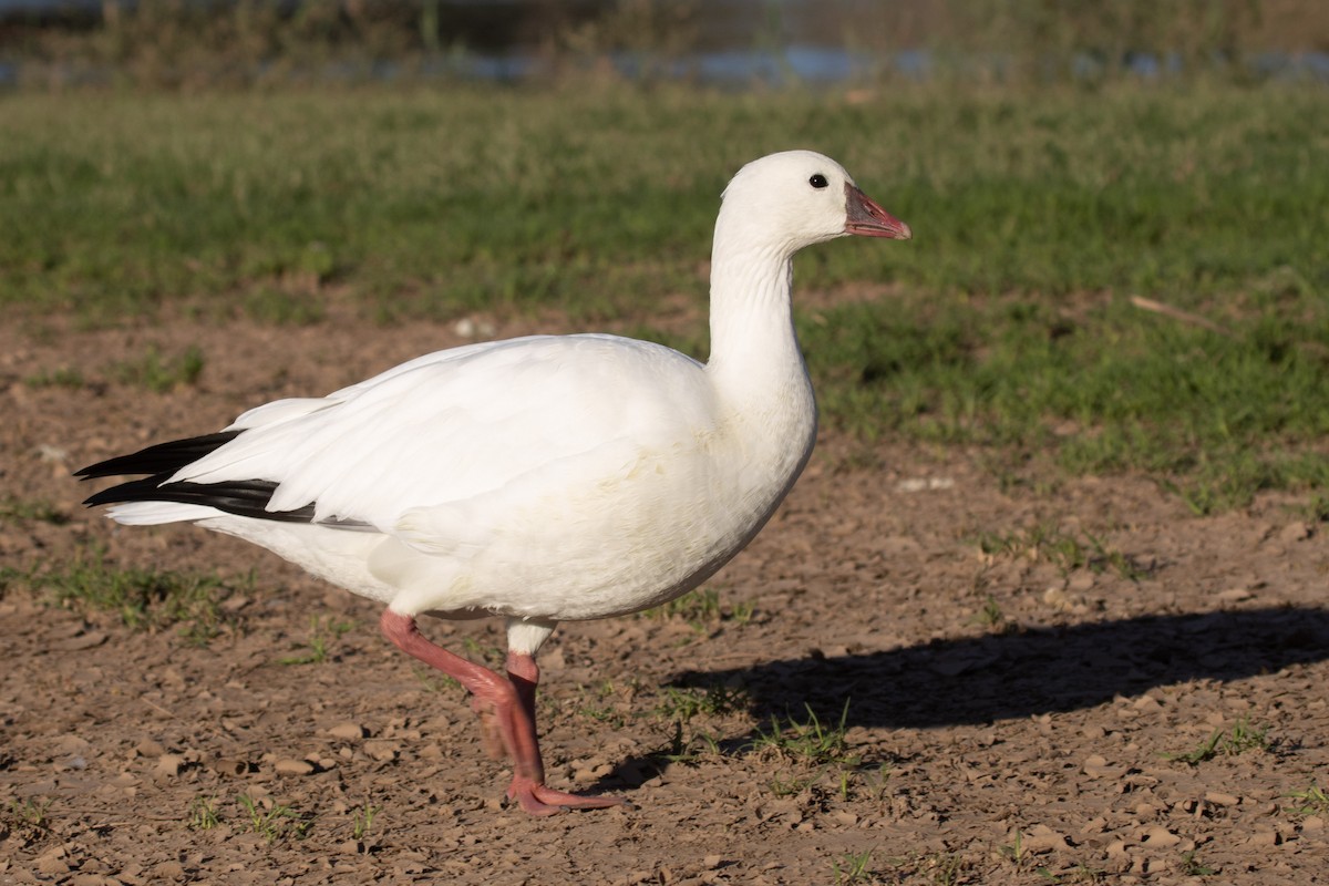 Ross's Goose - ML646825463