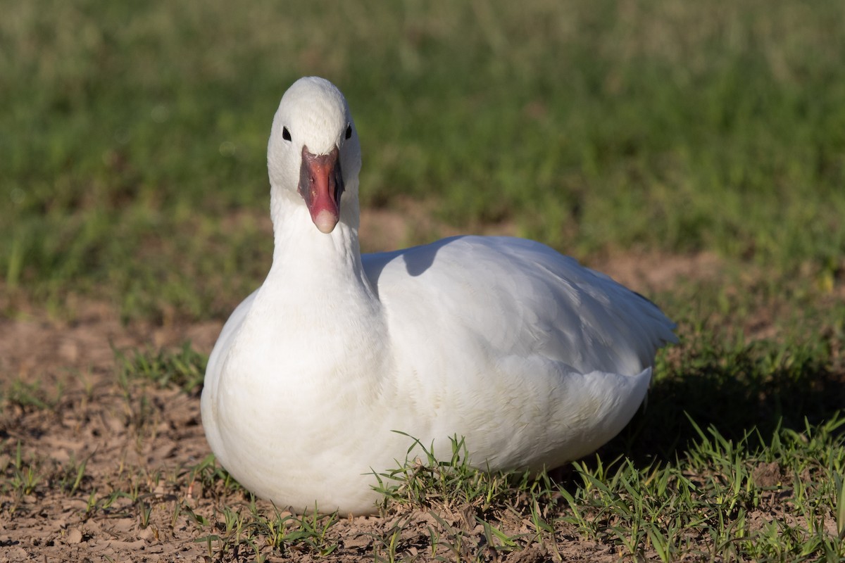 Ross's Goose - ML646825464