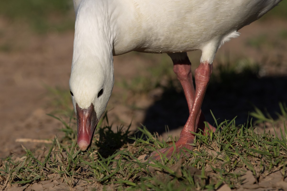 Ross's Goose - ML646825465