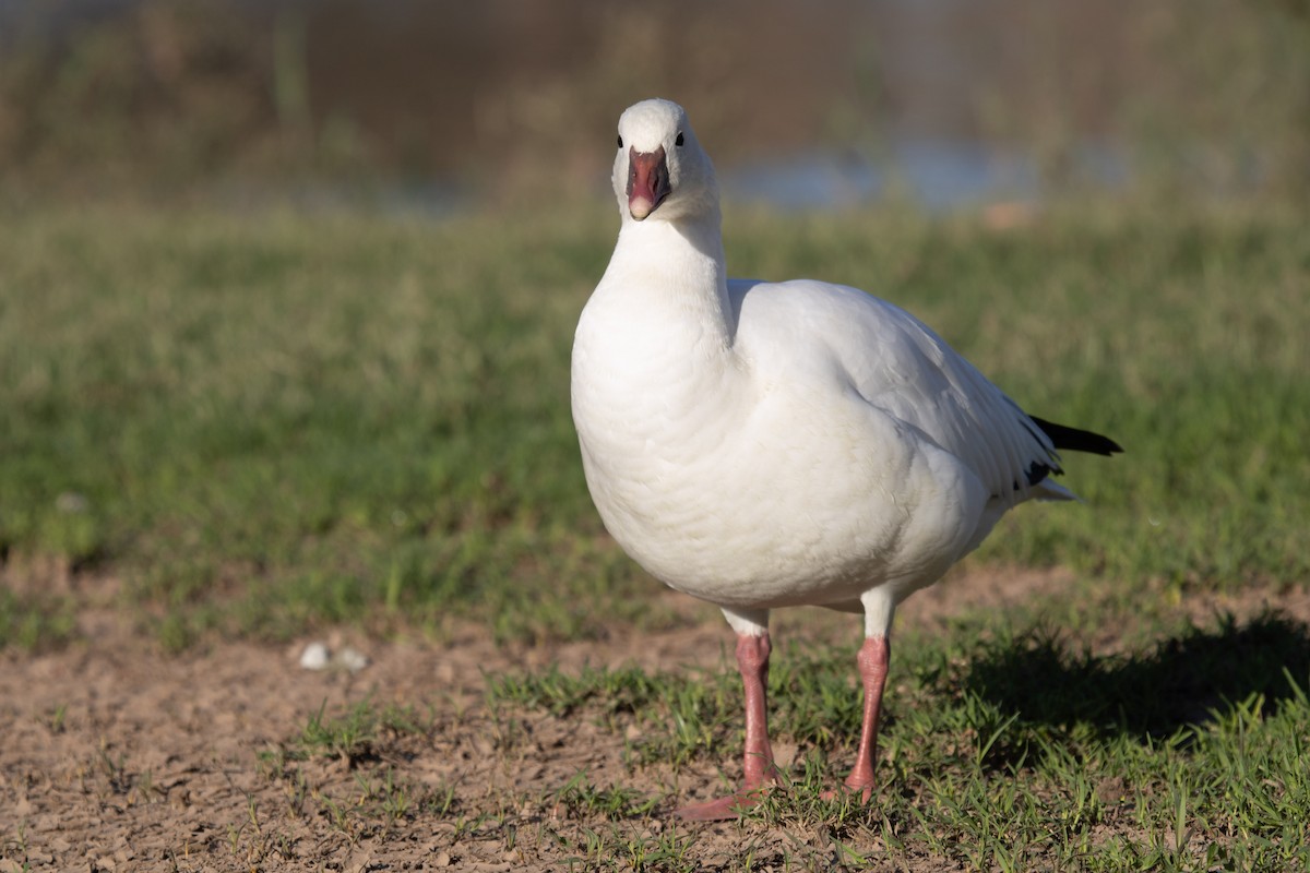 Ross's Goose - ML646825466