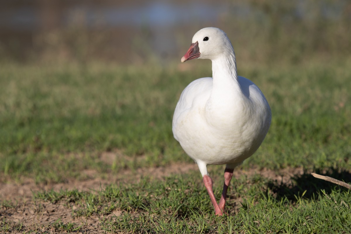 Ross's Goose - ML646825468