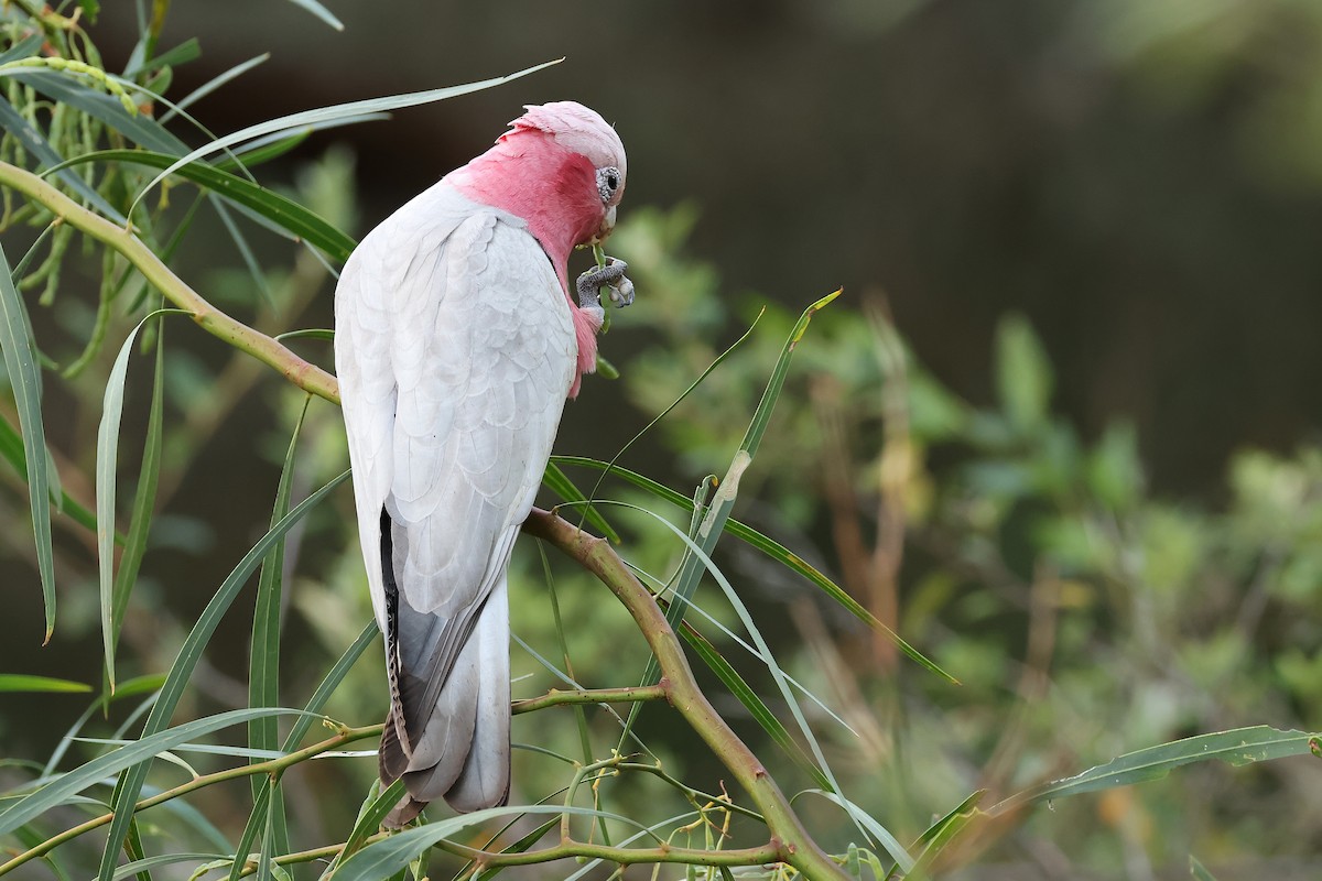 Galah - ML646825469
