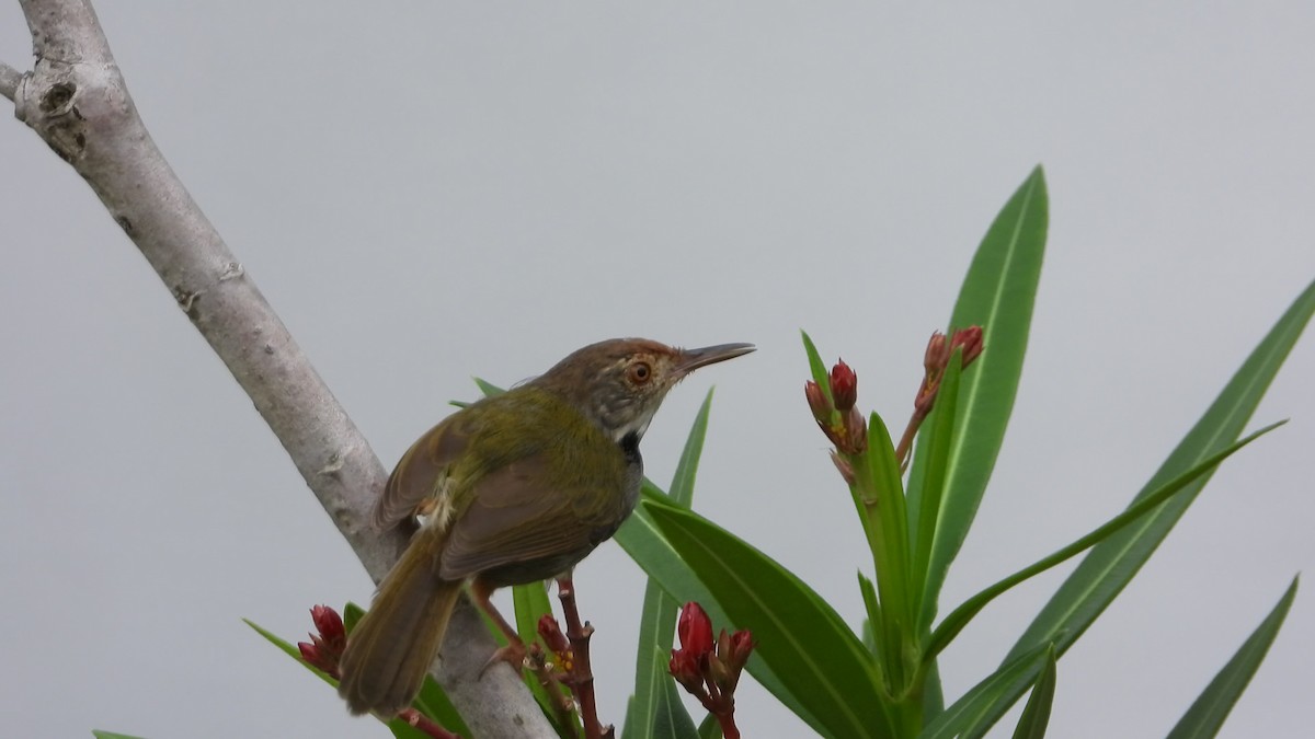 Dark-necked Tailorbird - ML646825470