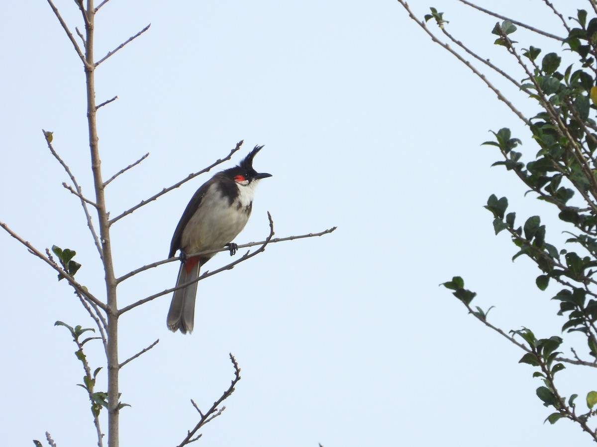 Red-whiskered Bulbul - ML646825471