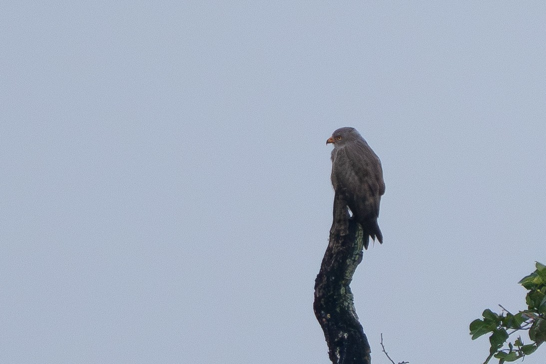 Rufous-winged Buzzard - ML646825472