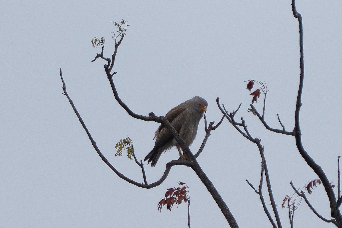 Rufous-winged Buzzard - ML646825473