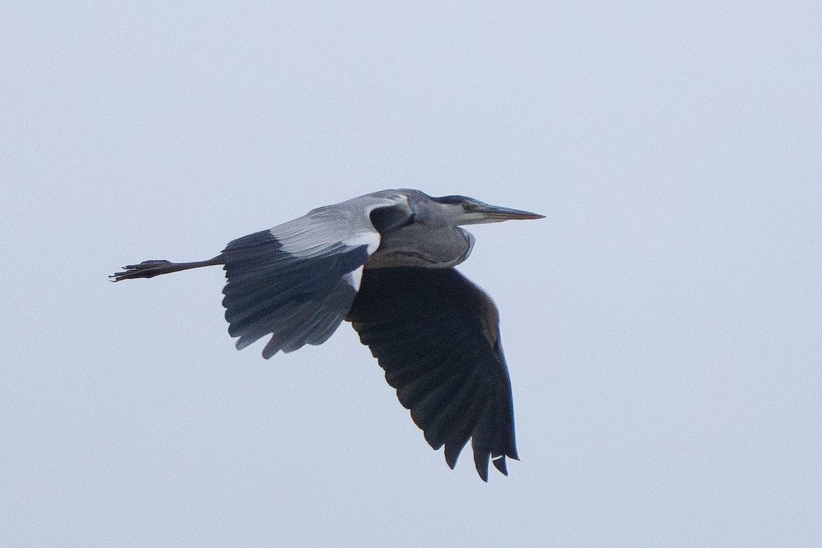 Gray Heron - ML646825474