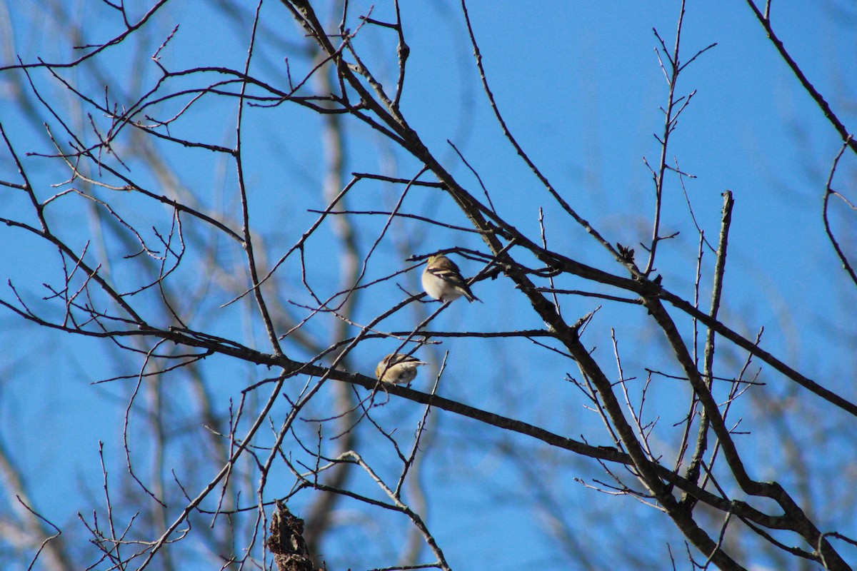 American Goldfinch - ML646825475