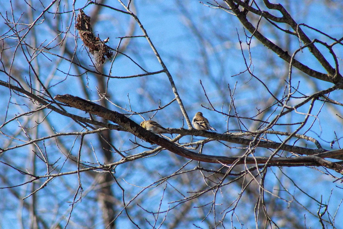 American Goldfinch - ML646825476