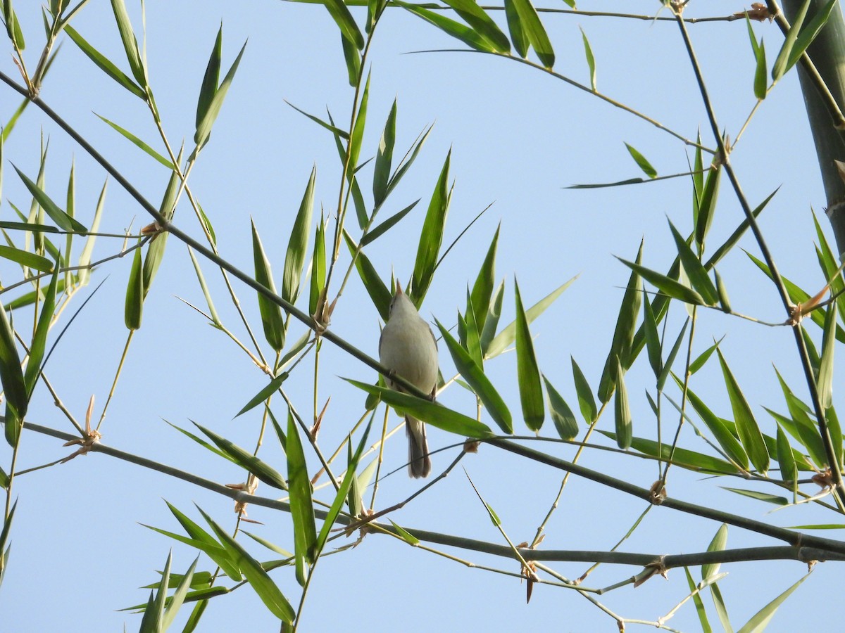 Sykes's Warbler - ML646825478