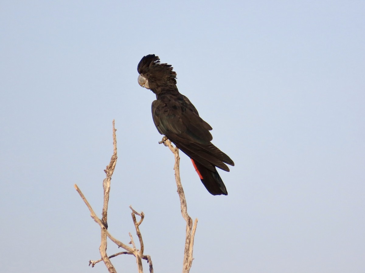 Red-tailed Black-Cockatoo - ML646825482