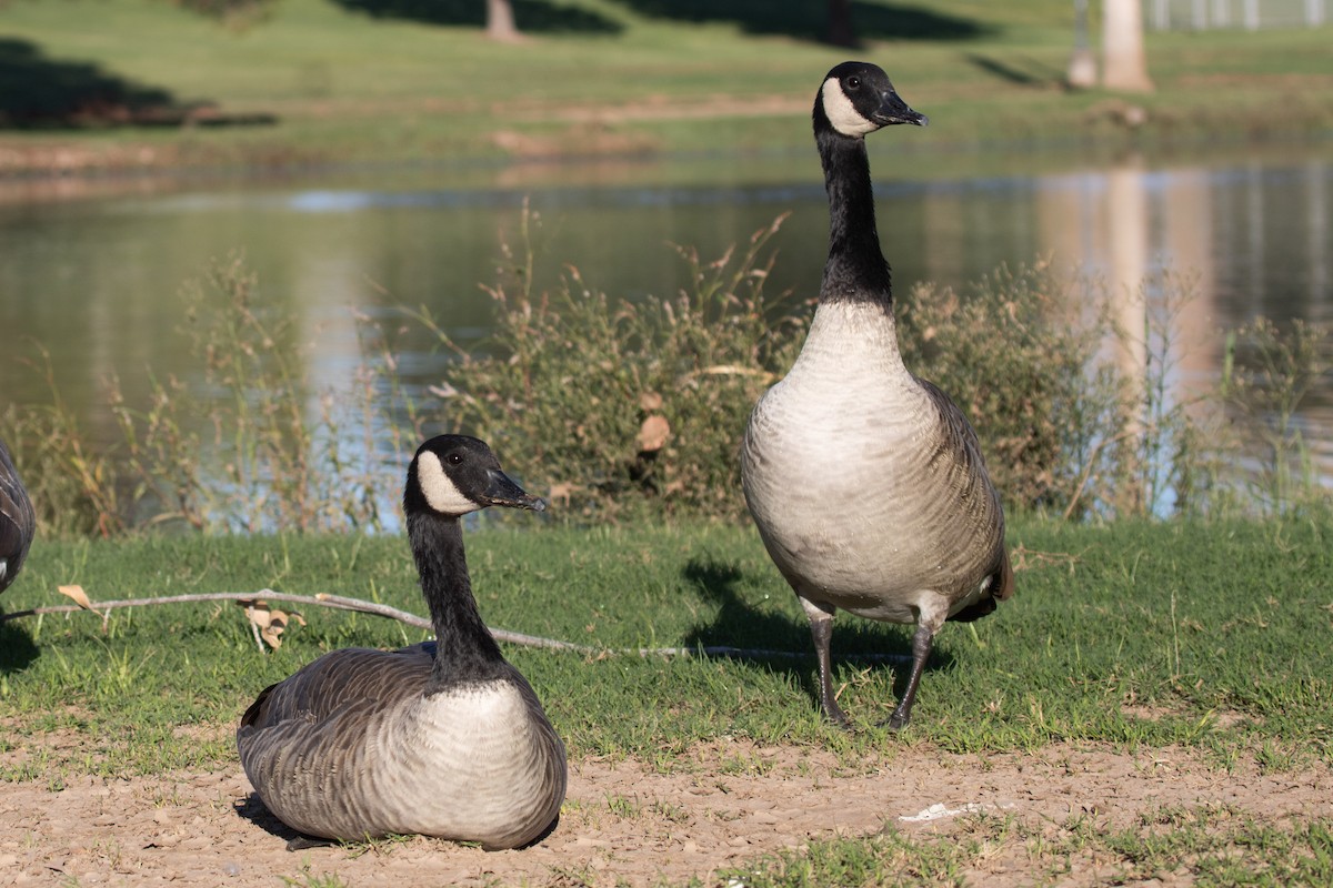 Canada Goose - ML646825483