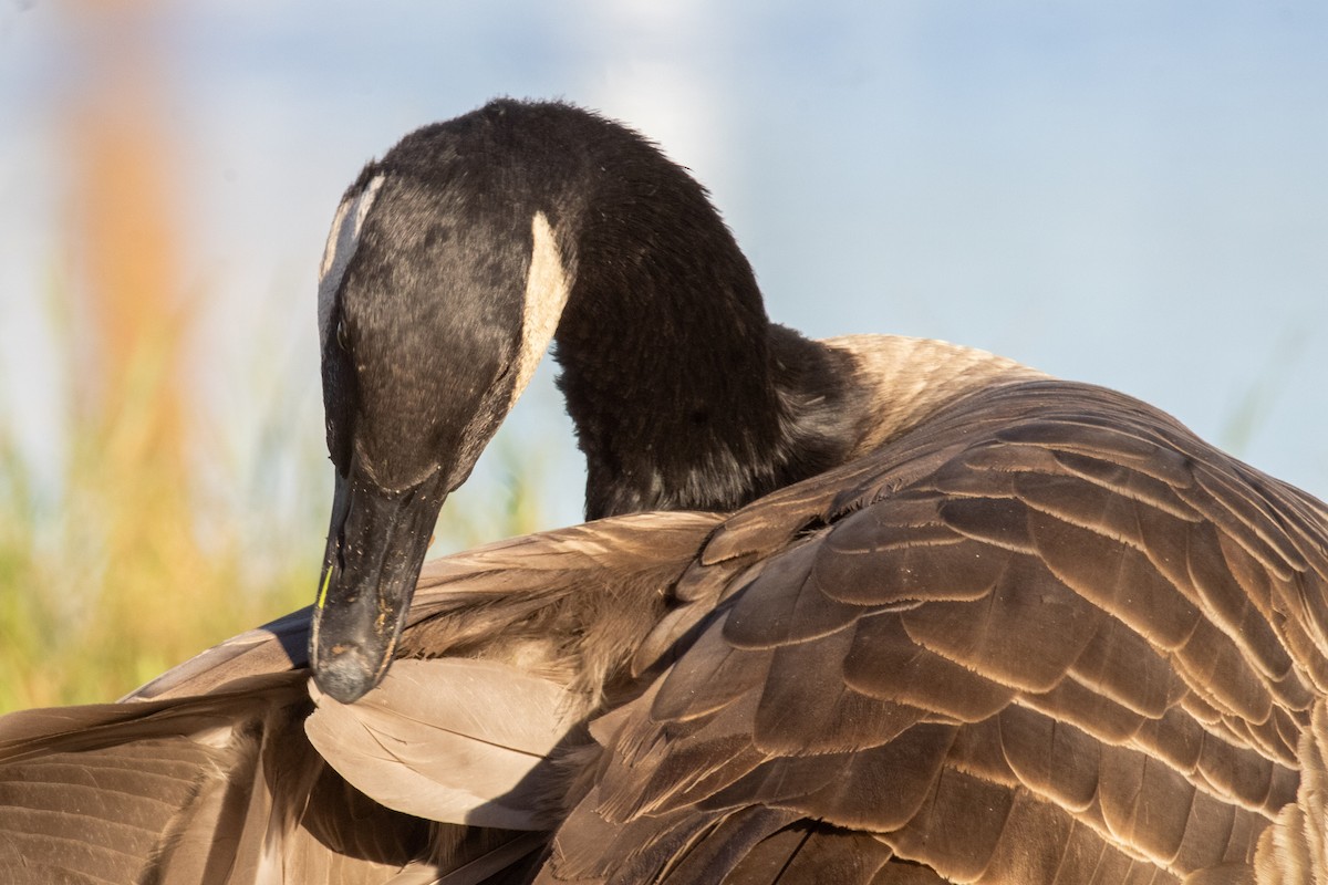 Canada Goose - ML646825484