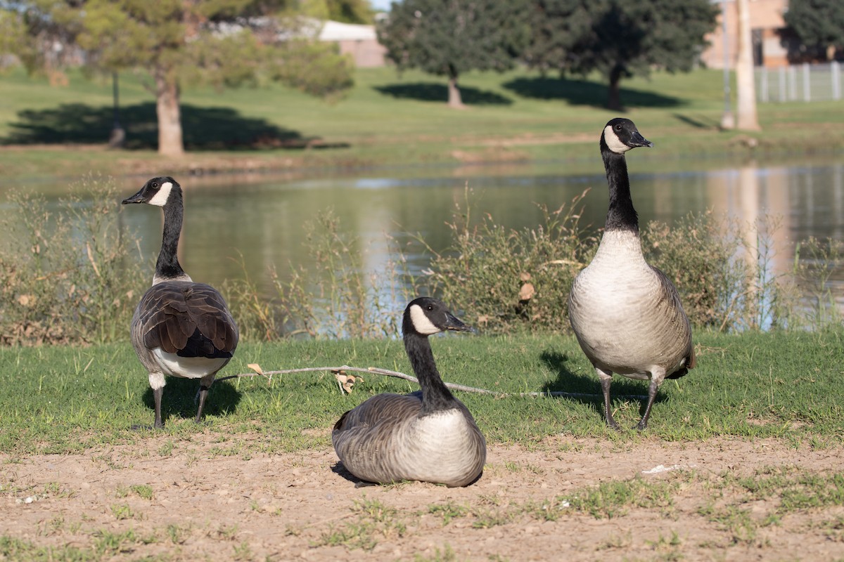Canada Goose - ML646825485