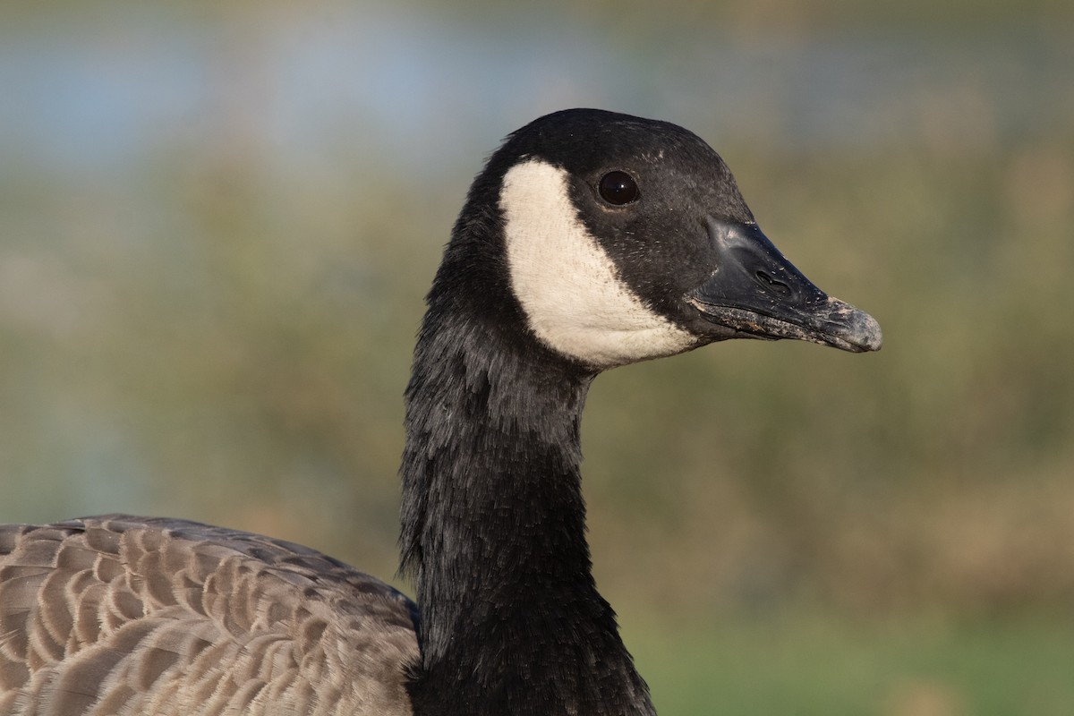 Canada Goose - ML646825486