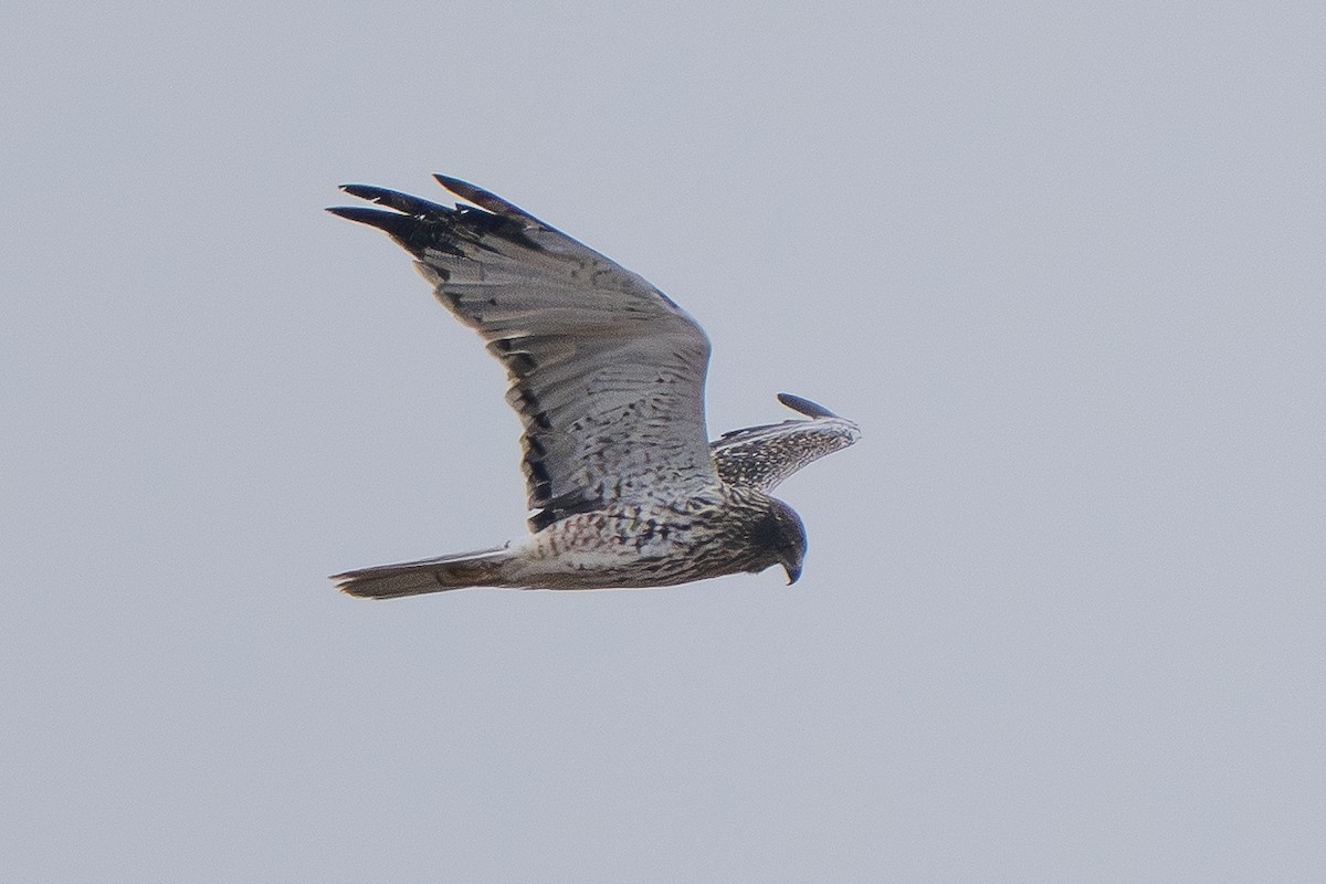 moták východní - ML646825487