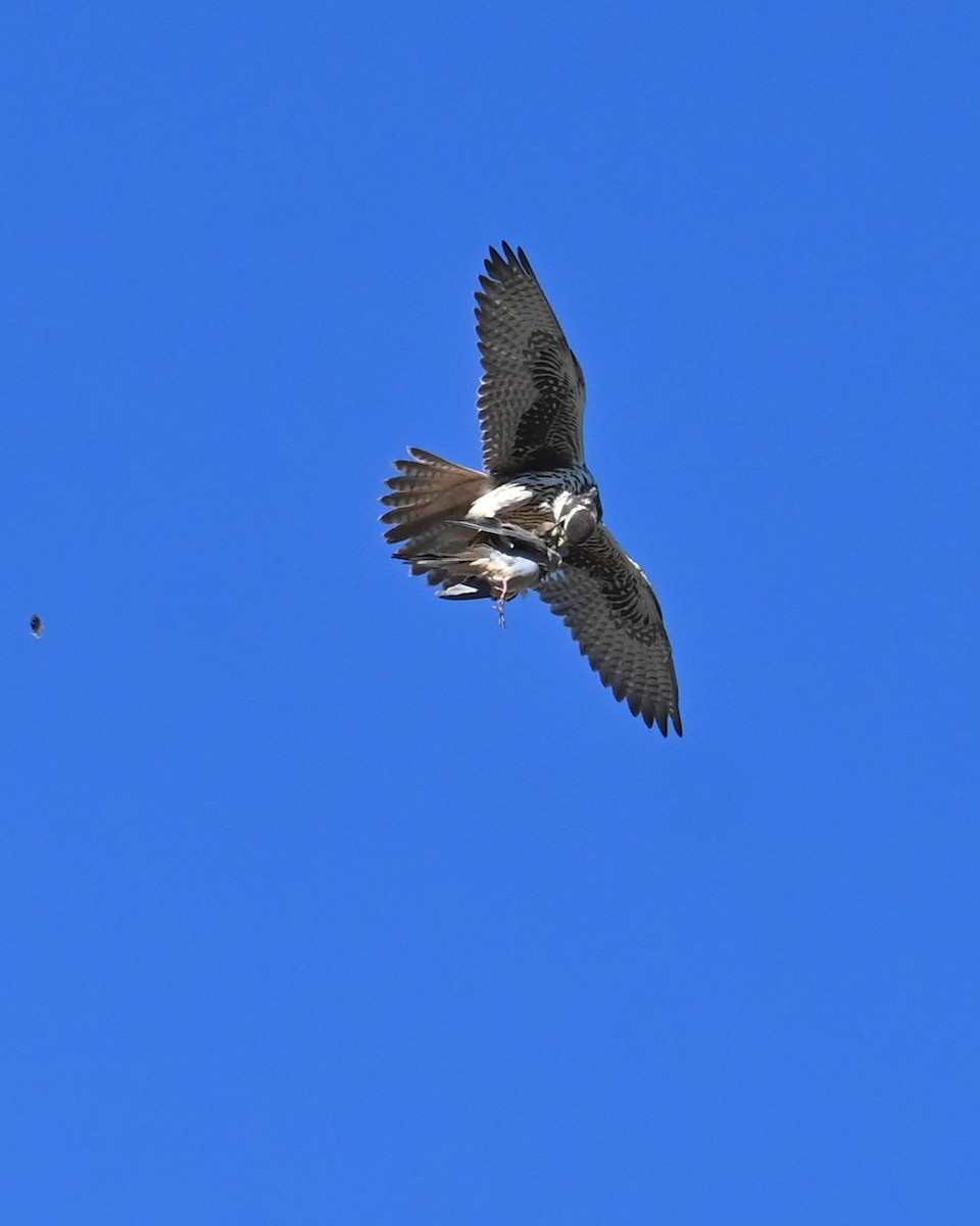 Prairie Falcon - ML646825491