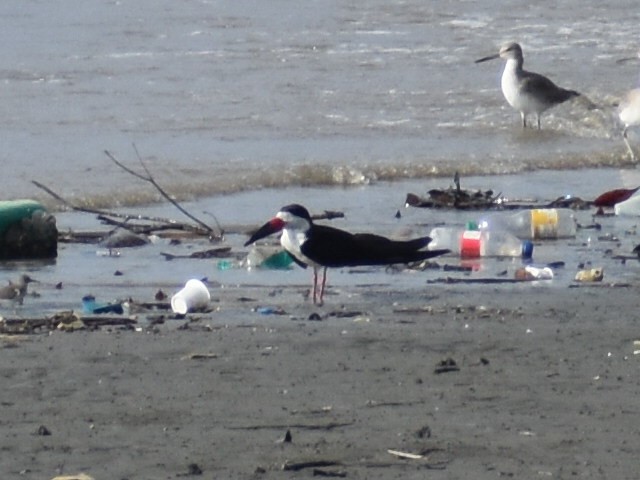 Black Skimmer - ML646825492