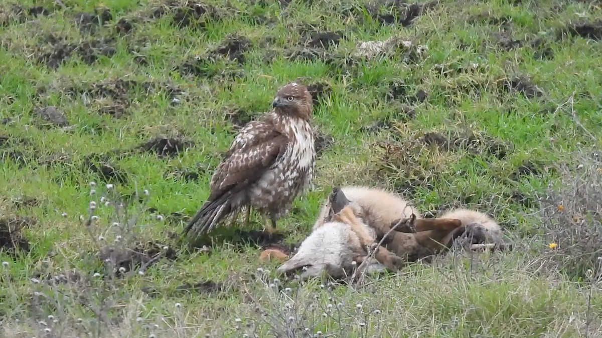 Red-tailed Hawk - ML646825500